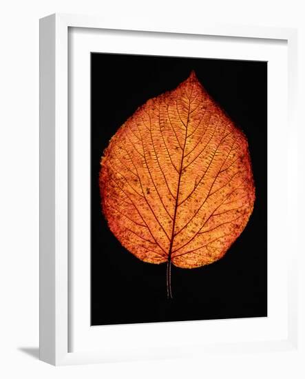 Close-up of Striped Maple (Acer pensylvanicum) leaf against black background-Panoramic Images-Framed Photographic Print