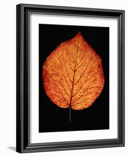 Close-up of Striped Maple (Acer pensylvanicum) leaf against black background-Panoramic Images-Framed Photographic Print