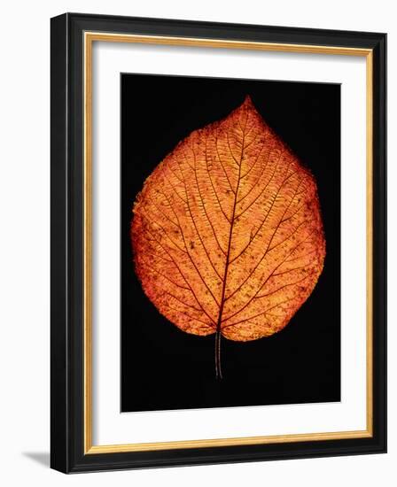 Close-up of Striped Maple (Acer pensylvanicum) leaf against black background-Panoramic Images-Framed Photographic Print