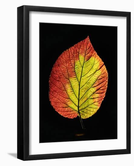 Close-up of Striped Maple (Acer pensylvanicum) leaf against black background-Panoramic Images-Framed Photographic Print