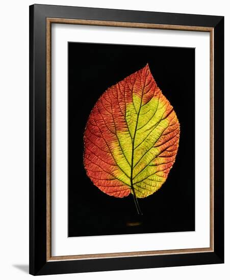 Close-up of Striped Maple (Acer pensylvanicum) leaf against black background-Panoramic Images-Framed Photographic Print