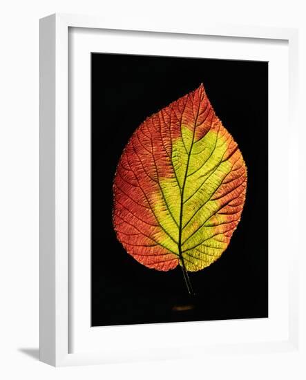 Close-up of Striped Maple (Acer pensylvanicum) leaf against black background-Panoramic Images-Framed Photographic Print