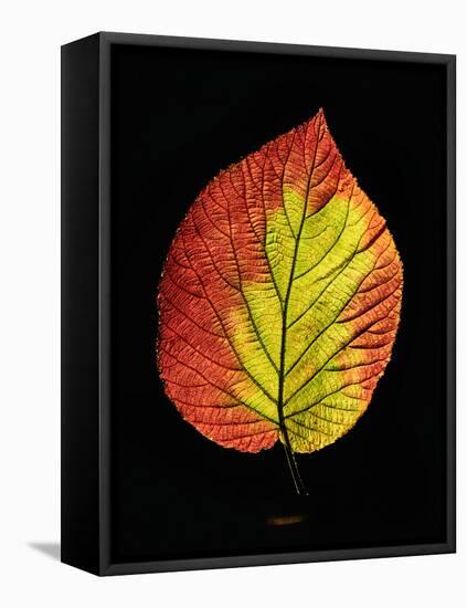 Close-up of Striped Maple (Acer pensylvanicum) leaf against black background-Panoramic Images-Framed Premier Image Canvas