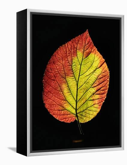 Close-up of Striped Maple (Acer pensylvanicum) leaf against black background-Panoramic Images-Framed Premier Image Canvas