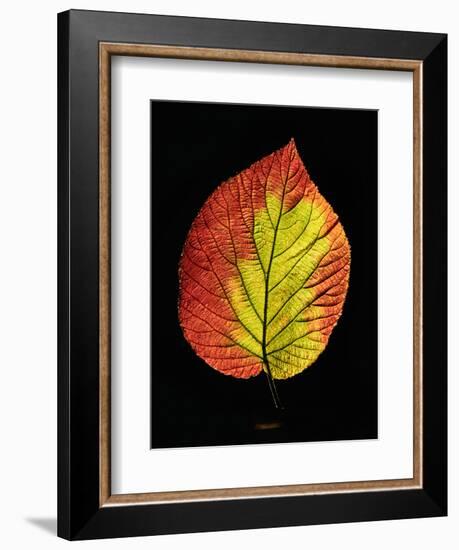 Close-up of Striped Maple (Acer pensylvanicum) leaf against black background-Panoramic Images-Framed Premium Photographic Print