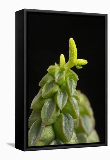 Close Up of Succulent Plant (Peperomia Columella) Cultivated Plant Form Peru. Focus-Stacked Image-Chris Mattison-Framed Premier Image Canvas