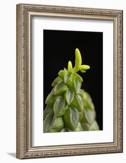 Close Up of Succulent Plant (Peperomia Columella) Cultivated Plant Form Peru. Focus-Stacked Image-Chris Mattison-Framed Photographic Print