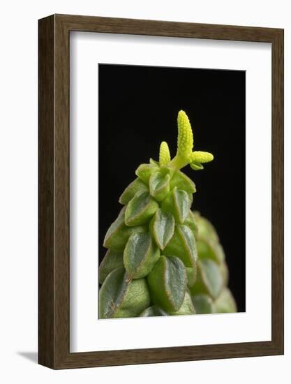 Close Up of Succulent Plant (Peperomia Columella) Cultivated Plant Form Peru. Focus-Stacked Image-Chris Mattison-Framed Photographic Print