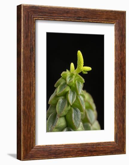 Close Up of Succulent Plant (Peperomia Columella) Cultivated Plant Form Peru. Focus-Stacked Image-Chris Mattison-Framed Photographic Print