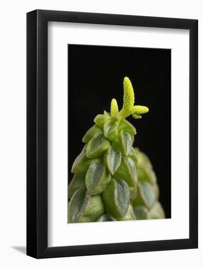 Close Up of Succulent Plant (Peperomia Columella) Cultivated Plant Form Peru. Focus-Stacked Image-Chris Mattison-Framed Photographic Print