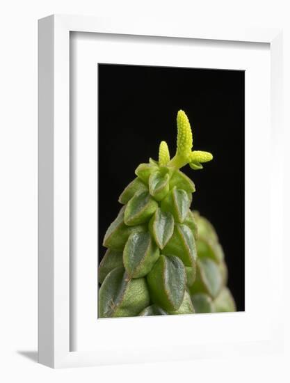 Close Up of Succulent Plant (Peperomia Columella) Cultivated Plant Form Peru. Focus-Stacked Image-Chris Mattison-Framed Photographic Print