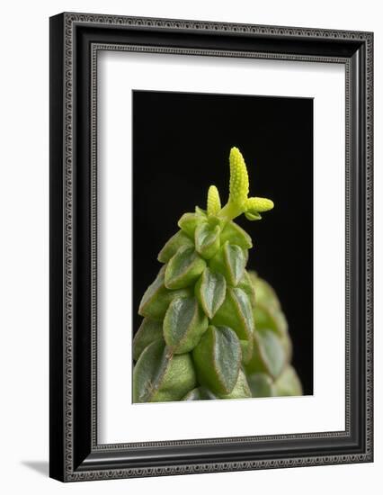 Close Up of Succulent Plant (Peperomia Columella) Cultivated Plant Form Peru. Focus-Stacked Image-Chris Mattison-Framed Photographic Print