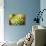 Close-Up of Succulent Plant-Matt Freedman-Photographic Print displayed on a wall