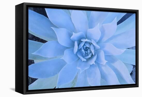 Close-Up of Succulent Plant-DLILLC-Framed Premier Image Canvas