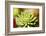 Close-Up of Succulent Plant-Matt Freedman-Framed Photographic Print