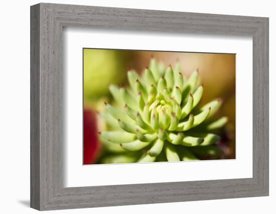 Close-Up of Succulent Plant-Matt Freedman-Framed Photographic Print