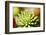 Close-Up of Succulent Plant-Matt Freedman-Framed Photographic Print