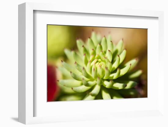 Close-Up of Succulent Plant-Matt Freedman-Framed Photographic Print