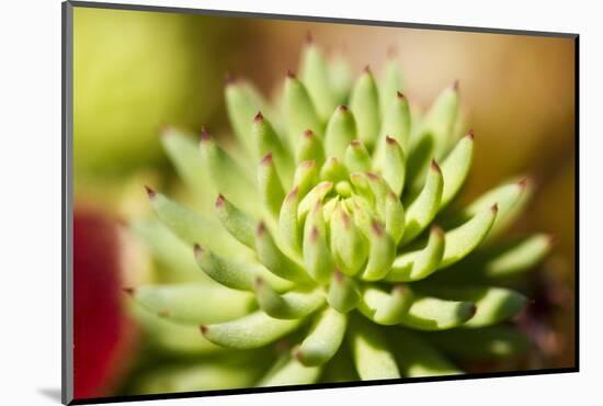 Close-Up of Succulent Plant-Matt Freedman-Mounted Photographic Print