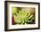 Close-Up of Succulent Plant-Matt Freedman-Framed Photographic Print