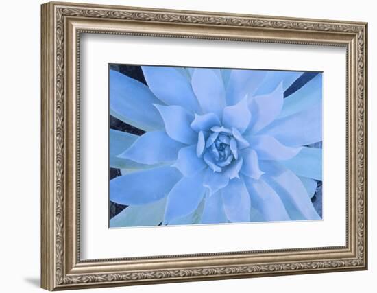 Close-Up of Succulent Plant-DLILLC-Framed Photographic Print