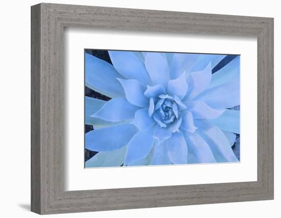 Close-Up of Succulent Plant-DLILLC-Framed Photographic Print