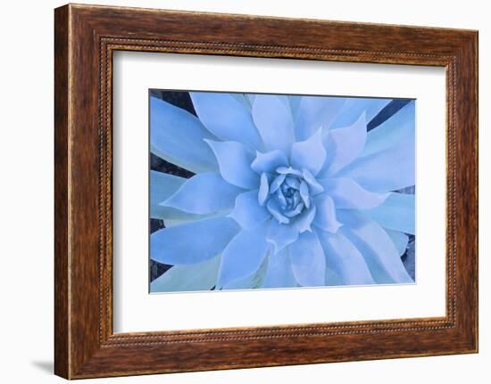 Close-Up of Succulent Plant-DLILLC-Framed Photographic Print