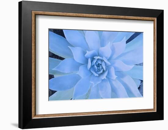 Close-Up of Succulent Plant-DLILLC-Framed Photographic Print