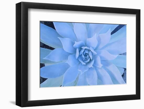 Close-Up of Succulent Plant-DLILLC-Framed Photographic Print