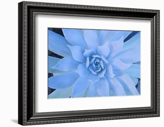 Close-Up of Succulent Plant-DLILLC-Framed Photographic Print