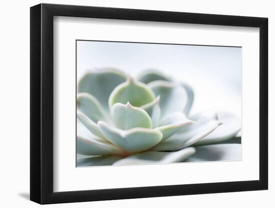 Close-up of Succulent Plant-Paivi Vikstrom-Framed Photographic Print