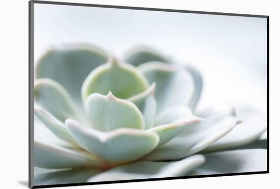 Close-up of Succulent Plant-Paivi Vikstrom-Mounted Photographic Print