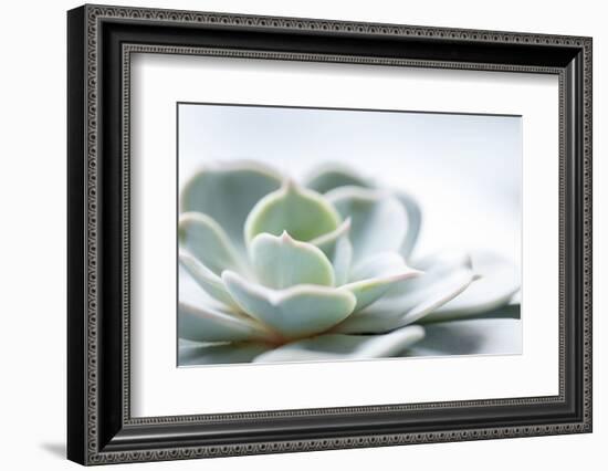 Close-up of Succulent Plant-Paivi Vikstrom-Framed Photographic Print