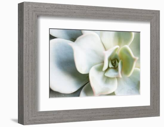 Close-up of Succulent Plant-Paivi Vikstrom-Framed Photographic Print