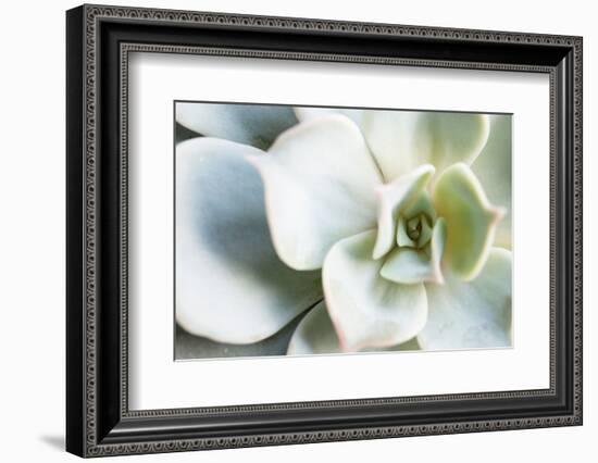 Close-up of Succulent Plant-Paivi Vikstrom-Framed Photographic Print