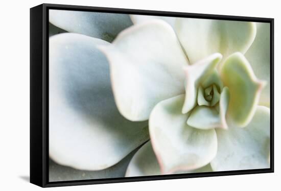 Close-up of Succulent Plant-Paivi Vikstrom-Framed Premier Image Canvas