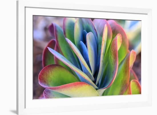 Close-up of succulent plants, San Diego, California, USA.-Stuart Westmorland-Framed Premium Photographic Print