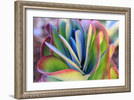 Close-up of succulent plants, San Diego, California, USA.-Stuart Westmorland-Framed Photographic Print