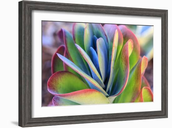 Close-up of succulent plants, San Diego, California, USA.-Stuart Westmorland-Framed Photographic Print