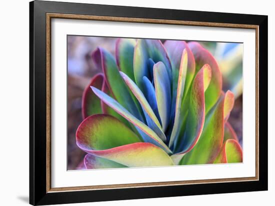 Close-up of succulent plants, San Diego, California, USA.-Stuart Westmorland-Framed Photographic Print