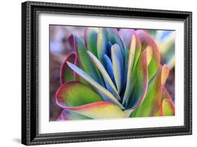 Close-up of succulent plants, San Diego, California, USA.-Stuart Westmorland-Framed Photographic Print