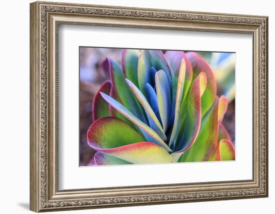 Close-up of succulent plants, San Diego, California, USA.-Stuart Westmorland-Framed Photographic Print