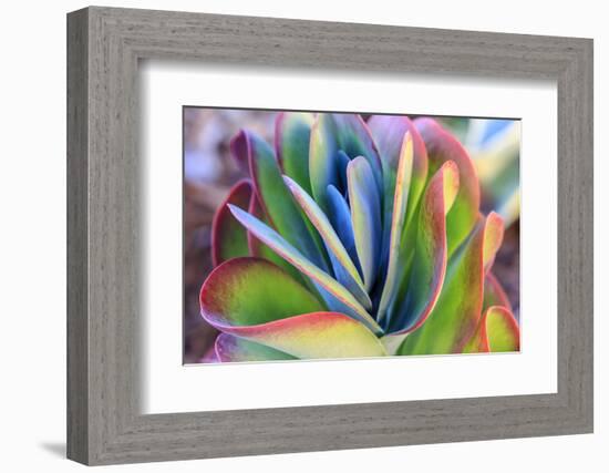 Close-up of succulent plants, San Diego, California, USA.-Stuart Westmorland-Framed Photographic Print