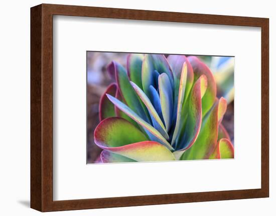 Close-up of succulent plants, San Diego, California, USA.-Stuart Westmorland-Framed Photographic Print