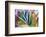 Close-up of succulent plants, San Diego, California, USA.-Stuart Westmorland-Framed Photographic Print