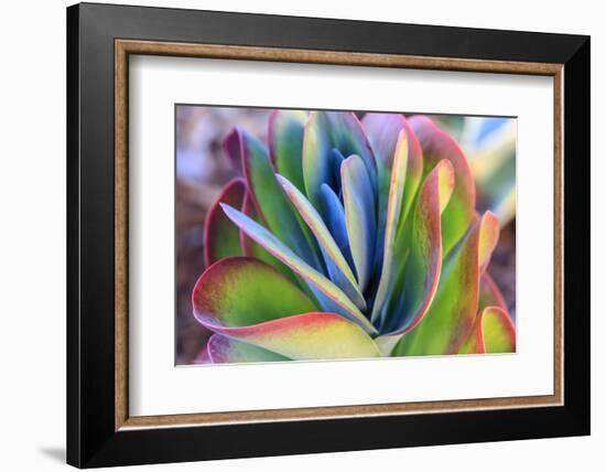 Close-up of succulent plants, San Diego, California, USA.-Stuart Westmorland-Framed Photographic Print