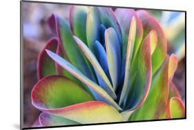 Close-up of succulent plants, San Diego, California, USA.-Stuart Westmorland-Mounted Photographic Print