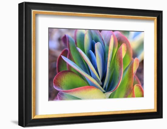 Close-up of succulent plants, San Diego, California, USA.-Stuart Westmorland-Framed Photographic Print