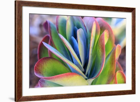 Close-up of succulent plants, San Diego, California, USA.-Stuart Westmorland-Framed Photographic Print