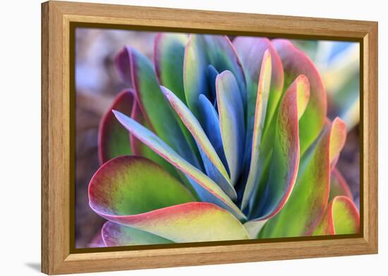 Close-up of succulent plants, San Diego, California, USA.-Stuart Westmorland-Framed Premier Image Canvas